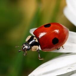 Apprentice Clinical Support Worker. Sharing kindness and smile. Love helping people and making them happy. Scientists in heart. Coffee lover. Cats. Ladybirds.