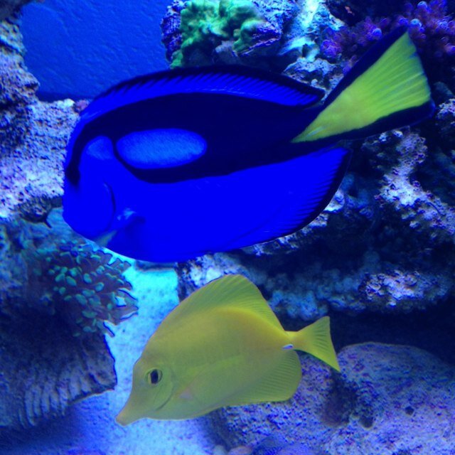 pelon_pchg's profile picture. si o no mi Botarga!!!!