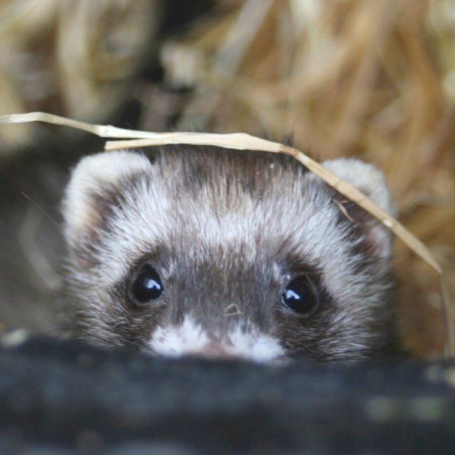 I'm likely to tweet about: #juggling, #geocaching, #running, #ferrets, #wildlife, #drumming, #jive, #SEN, #education, #community, #gardening, #BESD,