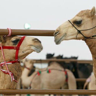 ‏​ﻣﺻطآب ﻗﻟﺑيّ فَ ﺂﻟ̯محبہُ ﻣﺑﺗليـﮱ ي يآوُيل رؤﺣيْ ﻓيّ ھٓوآه#ﺂتمشگلت ♥'