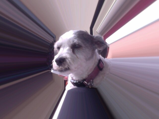 100and1rats Profile Picture