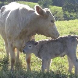 Where cows come first.  100% Frack-Free!