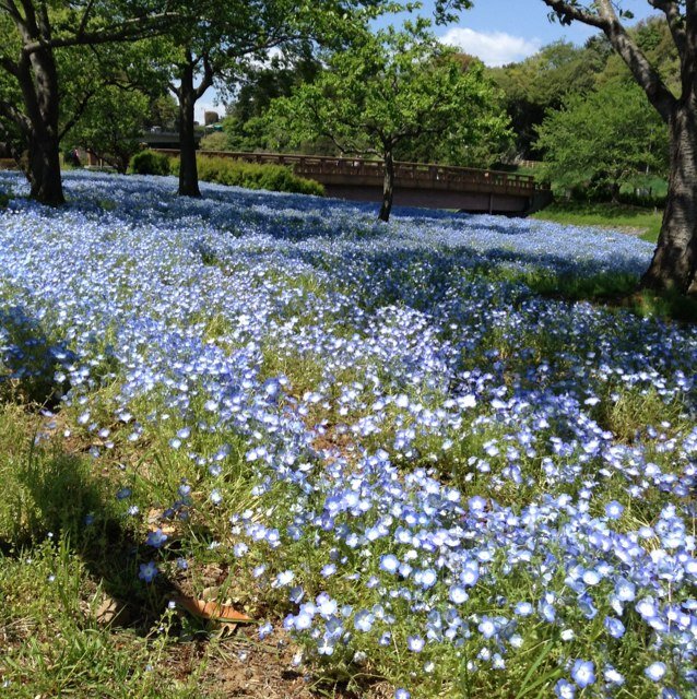 茨城県在住です。コロナワクチン8回打ったよ。
来年はコスタイベうてるかしら？？