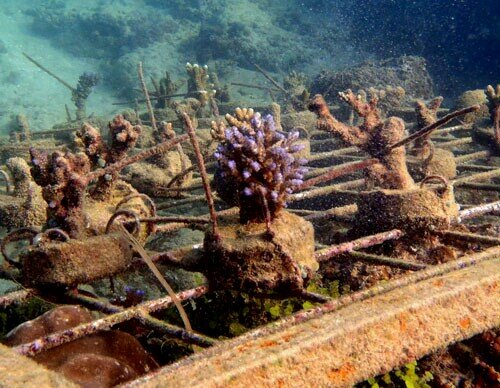 LOAD_EduTourism's profile picture. #diving, #snorkeling sambil menanam terumbu karang di pesisir pantai dan pulau-pulau kecil di #lampung. contact 081321990191 (jimboys)