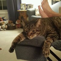 Kelly Tetkoskie (@keltet) 's Twitter Profile