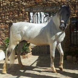 me gusta el trial,motocross,supercross y montar a caballo