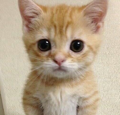 幸せ猫画像の宅急便 Renaz Neko Twitter