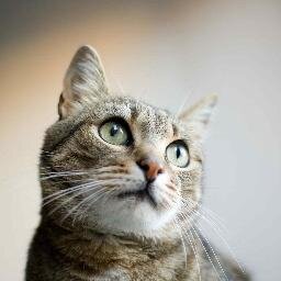Veterinario Roma Eur fornisce cure veterinarie a qualsiasi animale. Esperienza decennale nel campo, prezzi molto abbordabili!