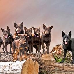 The Kelpie is one of the most versatile sporting and companion dog. He was bred for Sheepherding but had developped into much more and is loved worldwide.