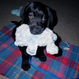 Working at a local agency, I am a client-sniffer, toy-chewer, visitor-greeter, cheer-maker.