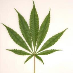 A review site for dispensary and grow house software.