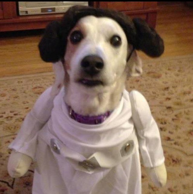These are not the droids you are looking for.