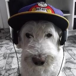 Crazy Dog!!!
