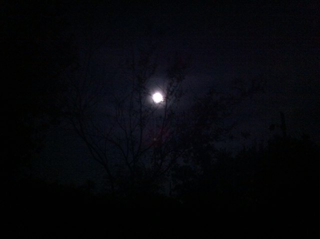 kaltrate's profile picture. 