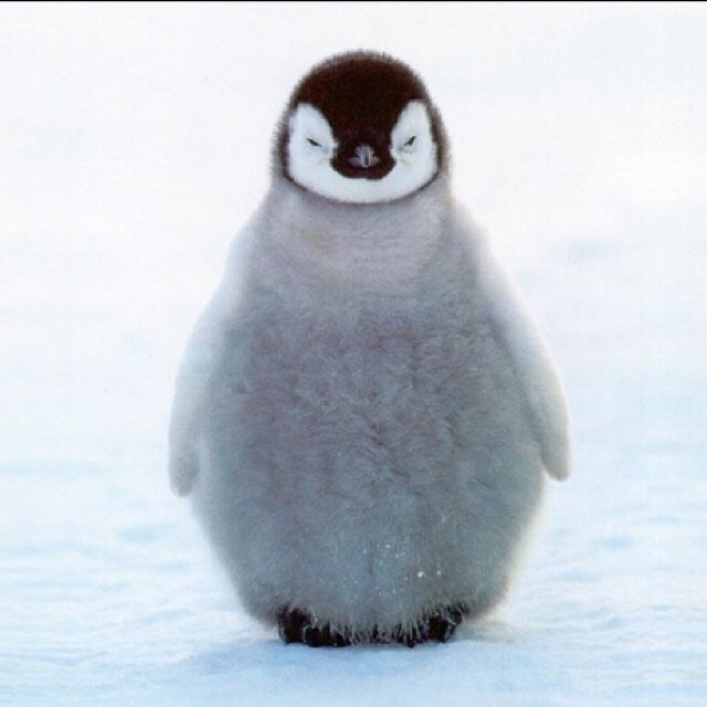 botanicula fat penguin botanicula fat penguin