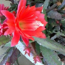 lodiLudmillahob's profile picture. 