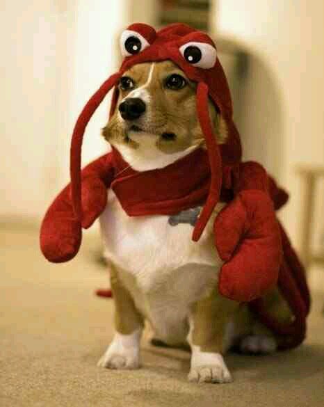 Just a lobster looking to give you some helpful advice ... I am a lobster I promise