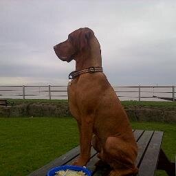 Vizzie boy :-) Ginger Ninja, mountain goat
Love running around like a loon, sleeping, cheese and going to work with my Dad every day !! All opinions my own :-)