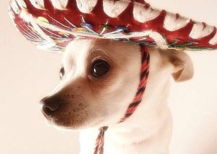 Es una página para pasar momentos divertidos con todas las ocurrencias que tenemos nosotros los mexicanos