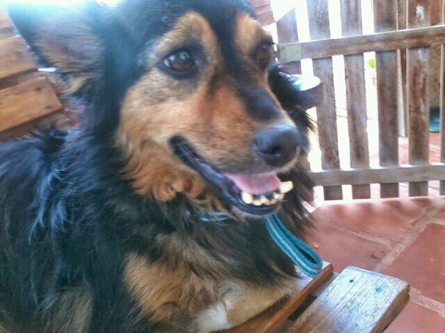 A cachorrinha do momento..