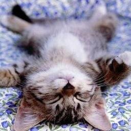 In college we learn to sleep everywhere and anywhere. So I want to see pictures of those people whether they are tired or passed out drunk.