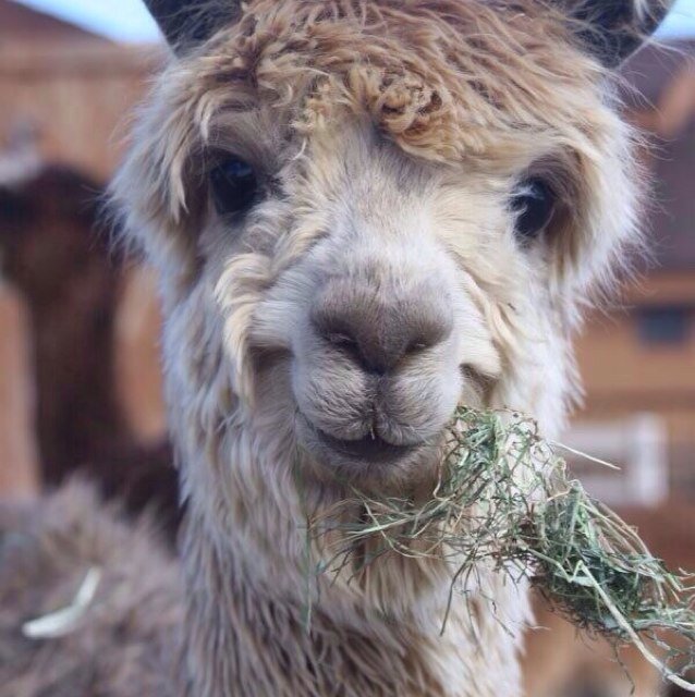 asapllama Profile Picture