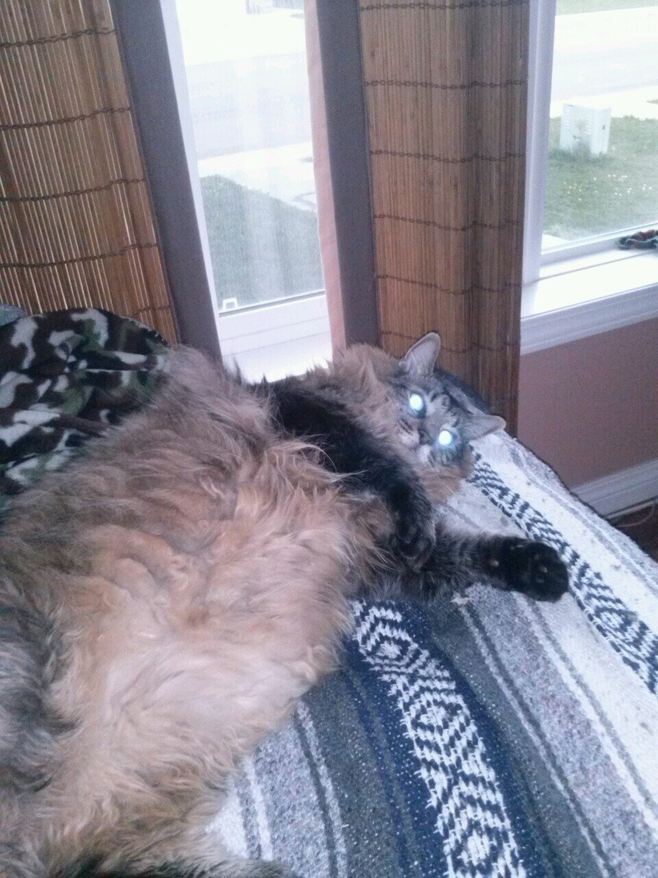 evansjosh01's profile picture. 