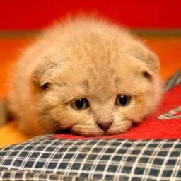 sunnytech003's profile picture. 