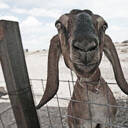 Surviving the drought with hard work and humor.