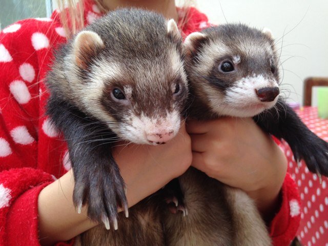 Ferret rescue est. 1992.All rehabilitated, neuter & chip b4 4ever homes are found. HELP US http://t.co/xoS0ULwg6x