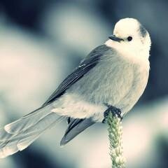 都政の世界で働く鳥です。 横浜進化！ 批判を笠に着た誹謗中傷、言葉の暴力、絶対反対！ファン歴：横浜DeNA(2013～)・BC神奈川FD(2020~) #baystars