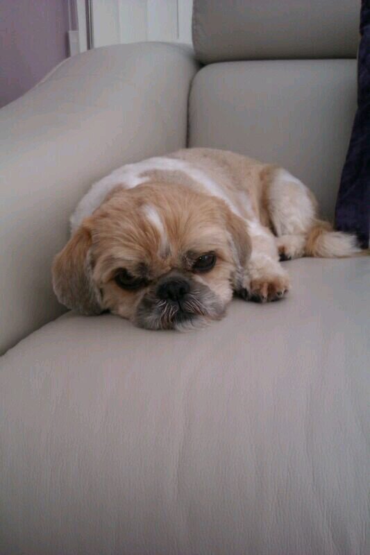 BBSharp752's profile picture. 