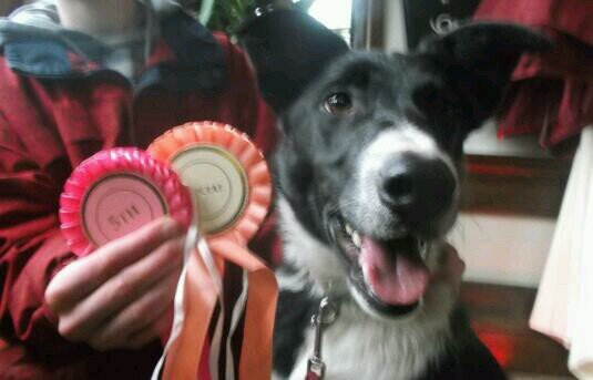 Hey! :) My name is Pat! I'm a one year old sheepdog cross who loves playing and walking on the hills!I live in the beautiful country of Ireland*high paw*