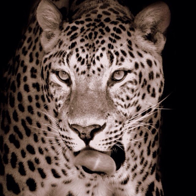 Director of environmental health and hygiene أغرد كما أشاء كطير يحلق بالسماء Instagram@DR_RIYAD