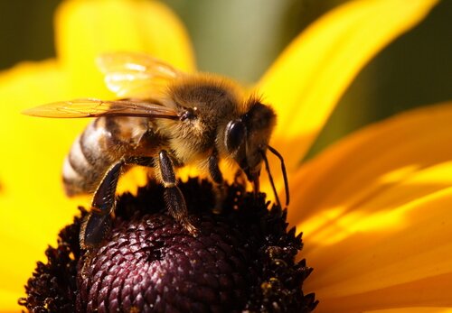 The Association exists to promote good beekeeping.