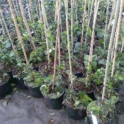 CharlesKDublin's profile picture. 