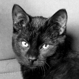 panKocicak's profile picture. Bydlím ve velkém bytě se spoustou schovávaček. Mám tu i velký ochočený dvounohý zvíře, který mi samo nosí jídlo.