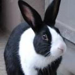 真実を追求するウサギです。