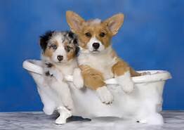 Pet Grooming Service located in York, PA. We groom dogs as well as cats. You can schedule an appointment and walk-ins are always welcome. (717) 845-5444