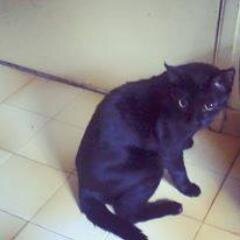 o gato que as cumade gosta !