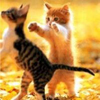 にゃん太 (@note20111123) / X