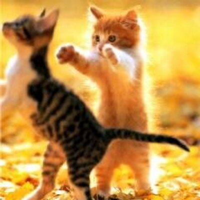 にゃんた にゃん太 (@note20111123) / X