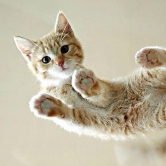 300ランカー。猫ちゃんは297