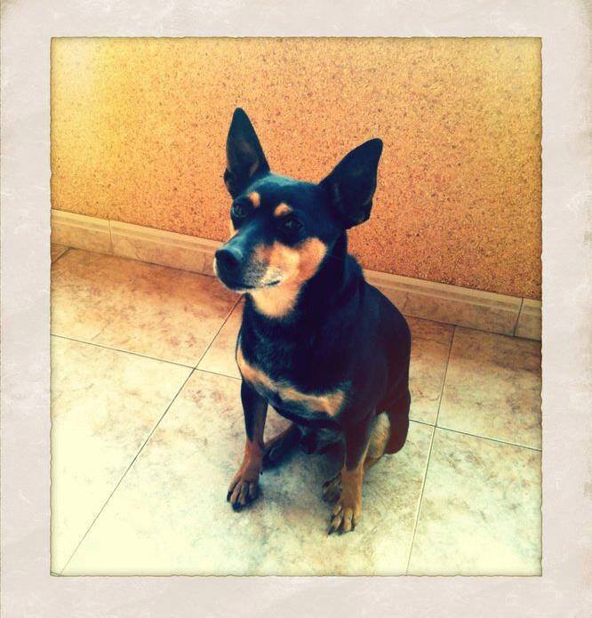 Perro con caracter y vejiga en escape libre. Del Atleti y fan de Fernando Esteso. latin lover