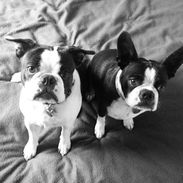 HonestBostons's profile picture. Duh is for Dog.