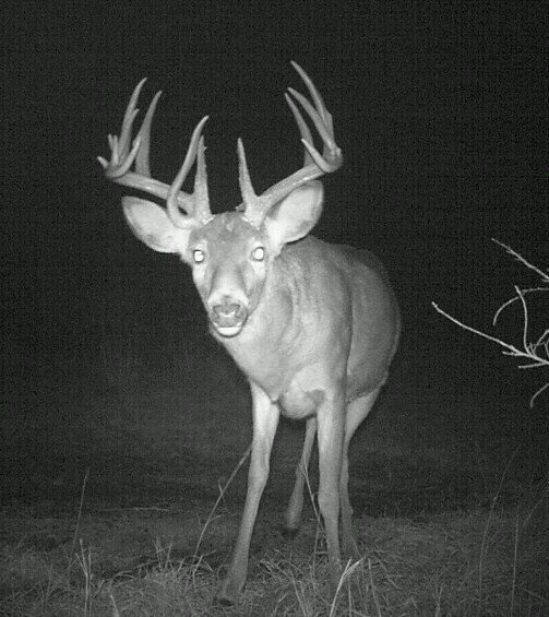 GrowBigDeer's profile picture. 