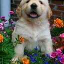 sweetlover4animals (@09336677995) Twitter
