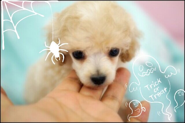 여러분의 멍멍이 아지다믕!♥오빠(@CodeBlue_JJ)♥ ☆아빠(@Marryme_JYH)☆ *13.10.07~*