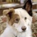 Stan (@stanthedogx) Twitter profile photo Stan (@stanthedogx) Twitter profile photo