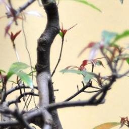 一个有关中国人民疯狂故事的新闻互联网频道